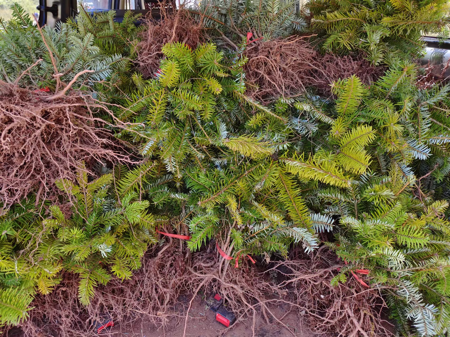 Trees planted in the targeted area of Sichuan.jpg